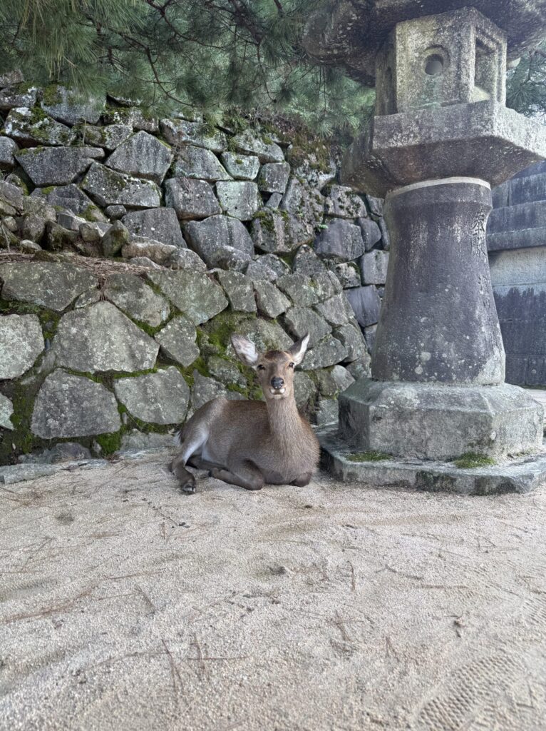 宮島の鹿の画像
