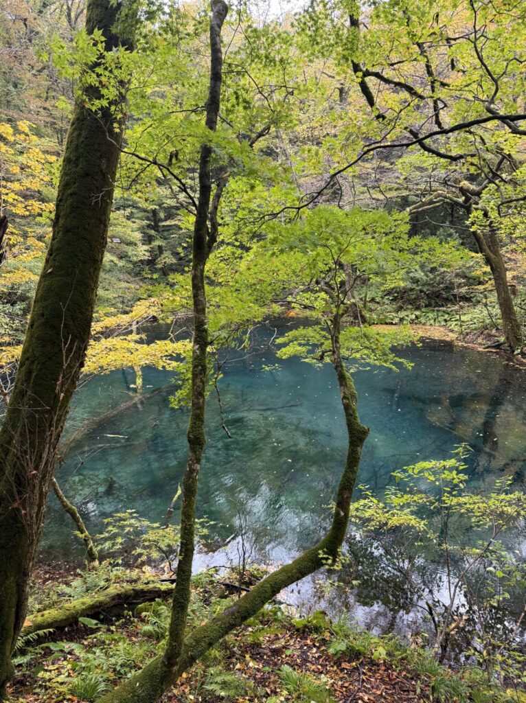 白神山地の画像
