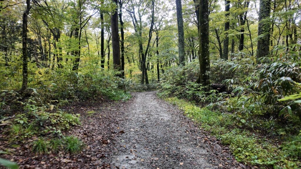 白神山地の画像