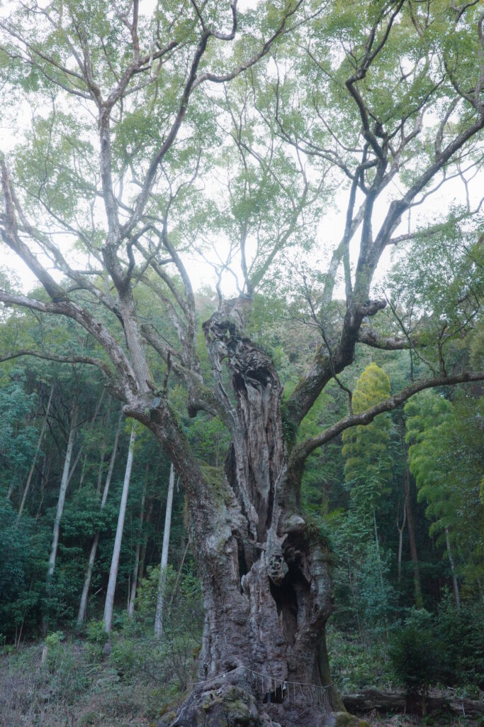 武雄の大楠の画像