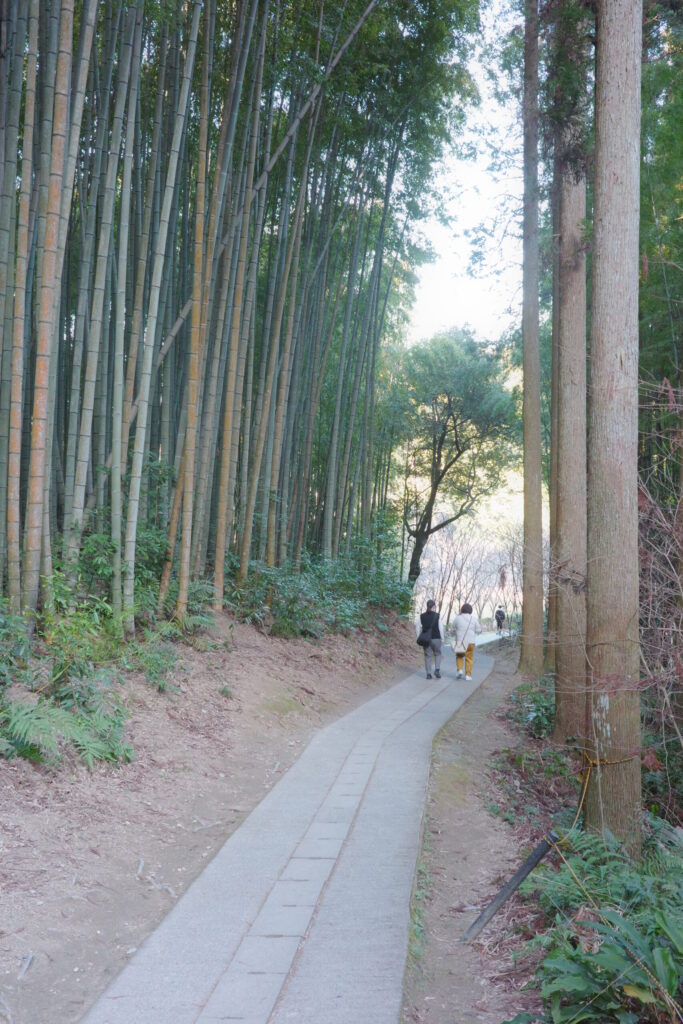 武雄の大楠の画像