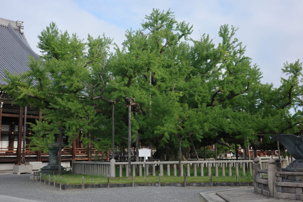 西本願寺 大銀杏