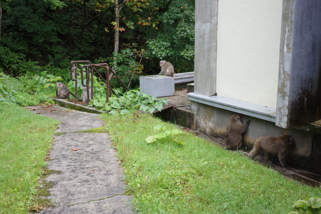 扇沢 猿